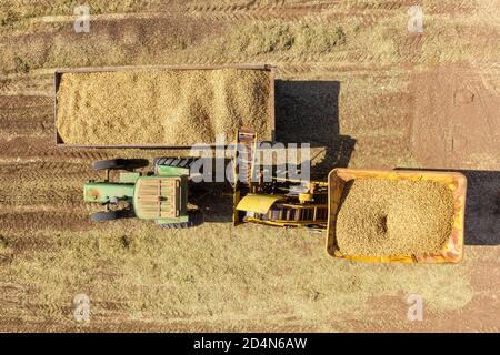 Peanuts fraîchement cueillis d'un préparateur dans une remorque garée, vue aérienne. Banque D'Images