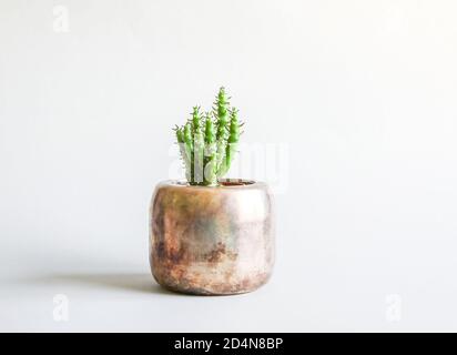 Cactus dans le pot de cuivre. Plante décorative dans un intérieur moderne et minimaliste. Banque D'Images