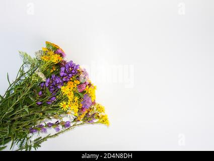 Bouquet d'herbes médicales d'été sur fond blanc. Bouquet de fleurs sauvages de terrier tansy et épineux Banque D'Images