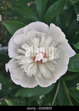 Belle fleur de pivoine blanche entre les feuilles vertes Banque D'Images