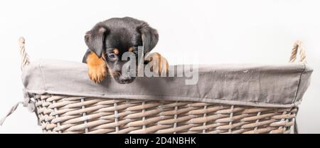 Portrait d'un adorable chiot Jack Russel Terrier, dans un panier en osier, isolé sur fond blanc. Couverture longue, bannière ou réseaux sociaux Banque D'Images