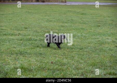 Chien d'arme d'épaule suivant la trace de l'oiseau de tir 3 Banque D'Images