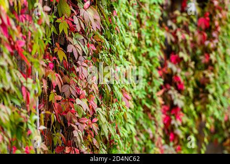 Arrière-plan d'automne avec Parthenocissus tricuspidata communément appelé Boston ivy, foyer sélectif Banque D'Images