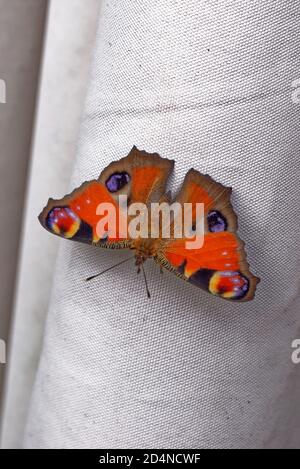 Tagpfauenauge, Aglais io, European peacock butterfly Banque D'Images