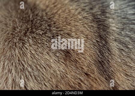Structure de la fourrure brune ou des poils d'animaux comme texture de fond Banque D'Images
