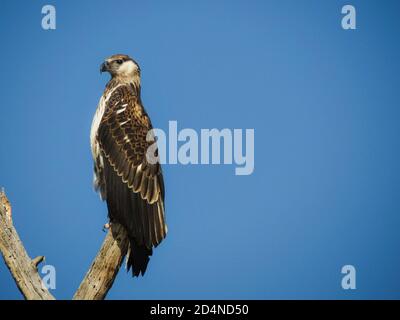 Jeune Aigle africain de poissons assis sur une branche contre le ciel bleu Banque D'Images