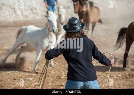 Cappadoce, Turquie. 8 novembre 2017 Ekram tente de cordeler des chevaux sauvages Anatoliens dans le cadre du processus de les briser avant de les mettre à l'OWO Banque D'Images