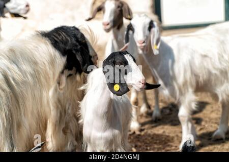 Une petite chèvre noire et blanche avec le reste du groupe flou en arrière-plan. Photo parfaite pour la herding et l'agriculture. Banque D'Images