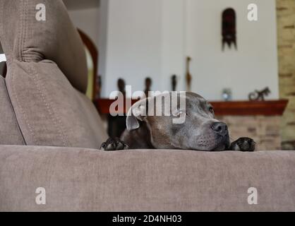 English Staffordshire Bull Terrier se trouve sur un canapé marron dans le salon. Tête de l'adorable Blue Staffy on Couch. Banque D'Images