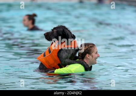 Cheltenham, Royaume-Uni. 10 octobre 2020. Les chiens et leurs propriétaires ont l'occasion de nager ensemble au Sandford Park Lido, une piscine en plein air à Cheltenham, Gloucestershire, au Royaume-Uni, le dernier jour de la saison estivale, avant la fermeture de la piscine pour l'année. Crédit: Thousand Word Media Ltd/Alay Live News Banque D'Images