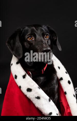 Chien Labrador royal noir portant un manteau rouge sur fond sombre. Chien mignon avec les yeux bruns regardant vers le haut. Très grand lit, grand lit, studio Banque D'Images