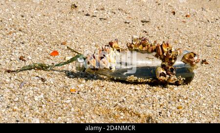 Une bouteille couverte de barnacle lavée sur une plage de sable. Banque D'Images