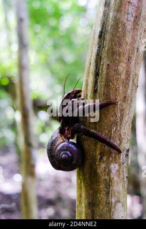 Crabe foncé avec coquille marchant sur un arbre dans le forrest avec des feuilles et des pierres Banque D'Images