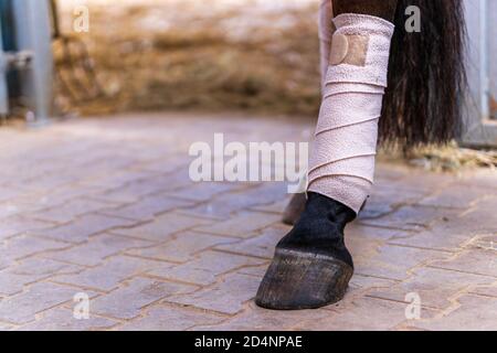 Gros plan de jambes de cheval avec bandages blancs dans un stable. Concepts de toilettage de cheval, préparation de compétition dans l'équitation de dressage, traitement médical. Banque D'Images