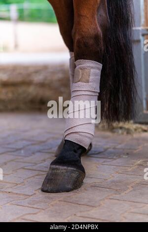 Gros plan de jambes de cheval avec bandages blancs dans un stable. Concepts de toilettage de cheval, préparation de compétition dans l'équitation de dressage, traitement médical de moi Banque D'Images