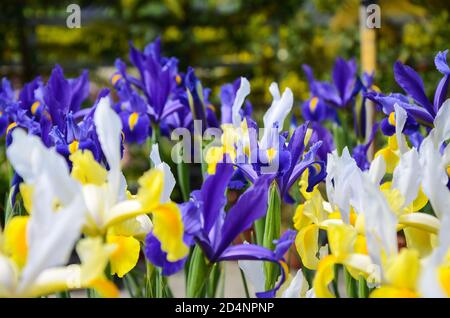 Iris hollandica Hort Banque D'Images