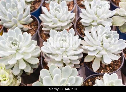 divers types de succulents pots de fleurs dans la serre. Gros plan, mise au point sélective Banque D'Images