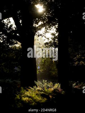 Londres, Royaume-Uni. 10 octobre 2020 début de matinée automne la lumière du soleil tombe entre crochets dans Richmond Park, West London Andrew Fosker / Alamy Live News Banque D'Images