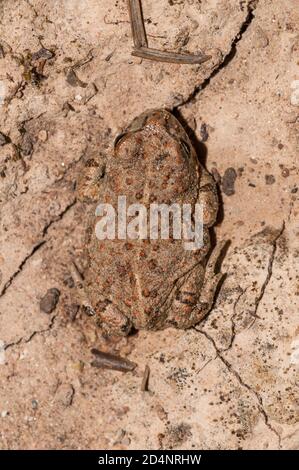 Catterjack toad, Épidalea calamia, sur le terrain, Catalogne, Espagne Banque D'Images