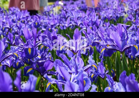 Iris hollandica Hort Banque D'Images