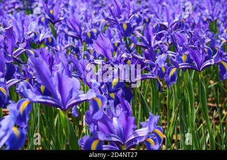 Iris hollandica Hort Banque D'Images