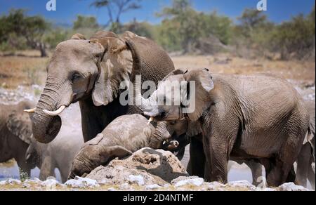 Les éléphants à une termitière hill, Etosha National P Banque D'Images