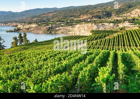 Région viticole de l'Okanagan dans l'Ouest du Canada, en Colombie-Britannique. Paysage Banque D'Images