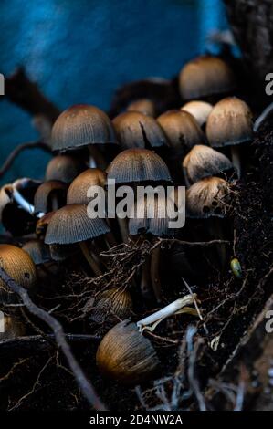 Gros plan d'un groupe de champignons Mica Cap sur tronc d'arbre déraciné Banque D'Images