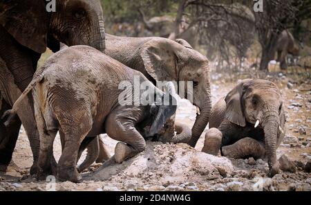 Les éléphants à une termitière hill, Etosha National P Banque D'Images