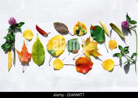Les feuilles d'automne de divers arbres sont disposées sur la surface. Feuillage rouge vif, jaune et vert pour l'herbier. Temps d'or de l'automne. Banque D'Images