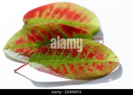 Les feuilles mortes vertes avec des taches rouges se trouvent sur un fond blanc. Trois feuilles d'automne aux couleurs vives gros plan. Décoration en automne Banque D'Images