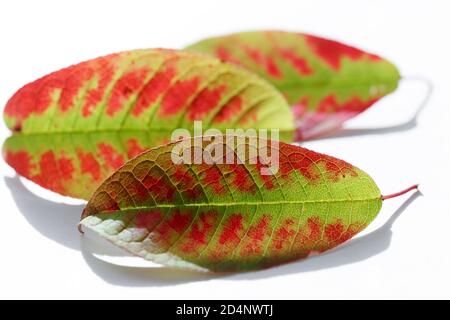 Trois feuilles de couleur vive d'automne. Les feuilles mortes vertes avec des taches rouges se trouvent sur un fond blanc. Saison d'automne Banque D'Images