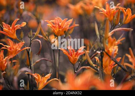 Grandes fleurs Orange Lilium gros plan Banque D'Images