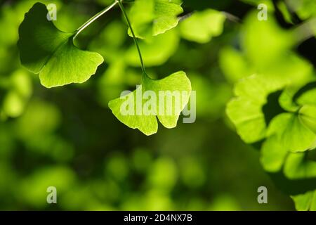 Feuilles vertes du Ginkgo biloba en plein soleil Banque D'Images