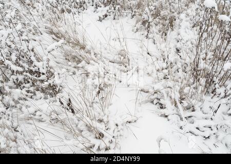 Fond d'hiver. Champ recouvert de neige avec de l'herbe haute sèche Banque D'Images