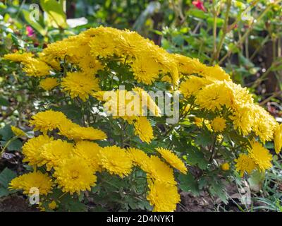 Gros plan des chrysanthèmes jaunes dans le jardin Banque D'Images