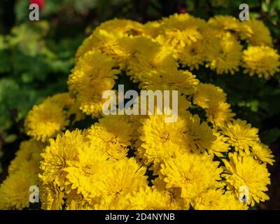 Gros plan des chrysanthèmes jaunes dans le jardin Banque D'Images