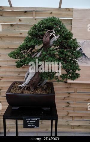 Walbrzych, Pologne - 18 juillet 2020 : l'arbre bonsaï, Taxus cuspidata (juif japonais), âgé de 350 ans. Style incliné