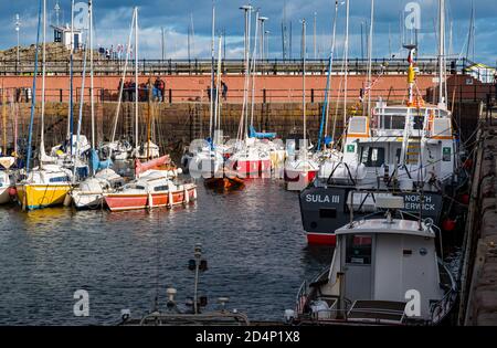 North Berwick, East Lothian, Écosse, Royaume-Uni, 10 octobre 2020. Météo au Royaume-Uni : soleil et nouveau bateau touristique. Sula III remplace Sula II et est arrivé il y a quelques jours décoré de pennants colorés, il a un système gyro sophistiqué dans sa coque qui lui permet de gérer la houle dans le Firth extérieur de Forth. Il offrira aux visiteurs un service de ferry pour Anstruther ainsi que des excursions en bateau vers les îles. Sula III a été conçu par Murray Cormack Naval Architects à Argyll, et construit par Alutec Marine Ltd à Balcardine, près d'Oban; sa livraison a été retardée par la pandémie de Covid-19 Banque D'Images