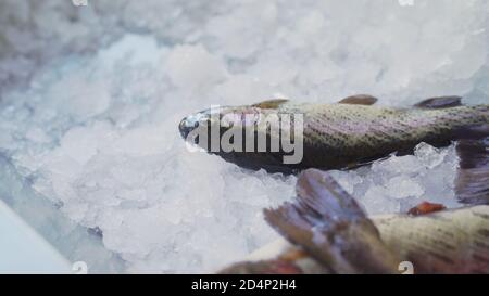 Poisson surgelé sur le comptoir du magasin. Truite fraîche avec glace sur le comptoir dans le marché Banque D'Images