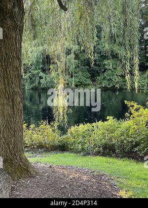 Plan vertical d'un arbre avec de longues feuilles près d'un lac Banque D'Images