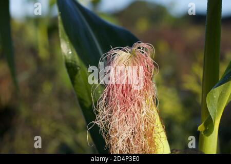 Maïs frais sur l'épi poussant dans le champ prêt pour la récolte Banque D'Images