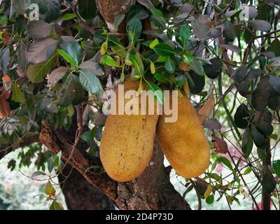 Arbre de Jackfruit, artocarpus heterophyllus, Cambodge Banque D'Images