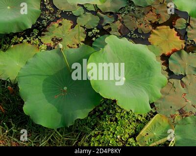 Lotus sacré, nelumbo nucifera, province de Seam Reap, Cambodge Banque D'Images