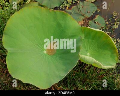 Lotus sacré, nelumbo nucifera, province de Seam Reap, Cambodge Banque D'Images
