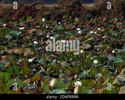 Lotus sacré, nelumbo nucifera, province de Seam Reap, Cambodge Banque D'Images