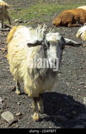 Mouton regardant la caméra. Moutons à poils longs de montagne. Mouton dans un pré. Agriculture en extérieur. Animal sur un pâturage Banque D'Images