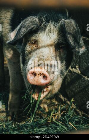 Cochon en train de déjeuner Banque D'Images