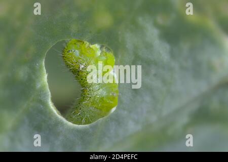 Macro d'UNE petite chenille de papillon blanc, Pieris rapae, manger UNE feuille de chou vue à travers UN trou dans la feuille. ROYAUME-UNI Banque D'Images