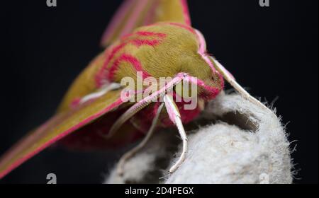 Macro de la tête d'un éléphant Moth Hawk, Deilephila elpenor, avec Black Background.UK Banque D'Images